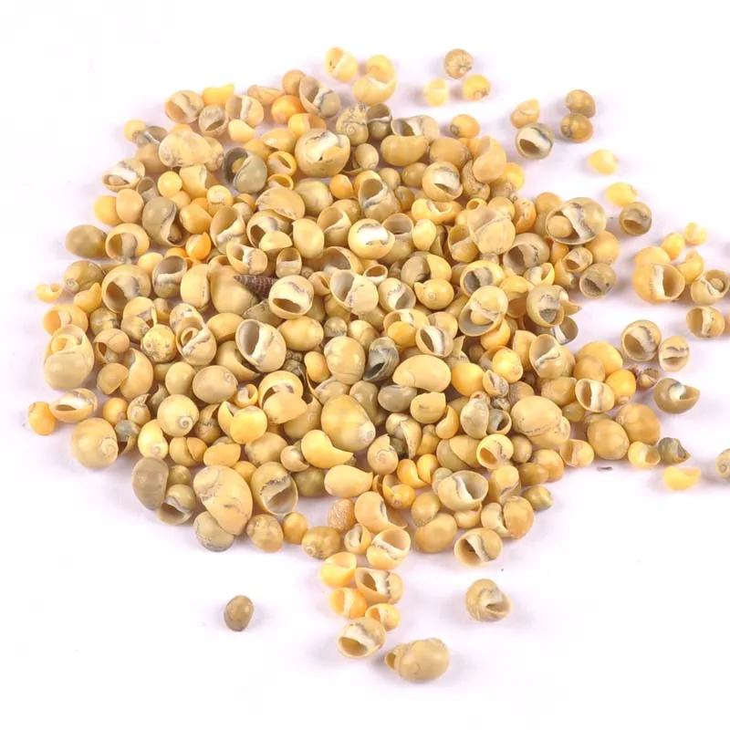 

200pcs Mini Yellow Natural Spiral shell Scrapbooking Craft seashells for glass bottle home Diy decoration TRS0279