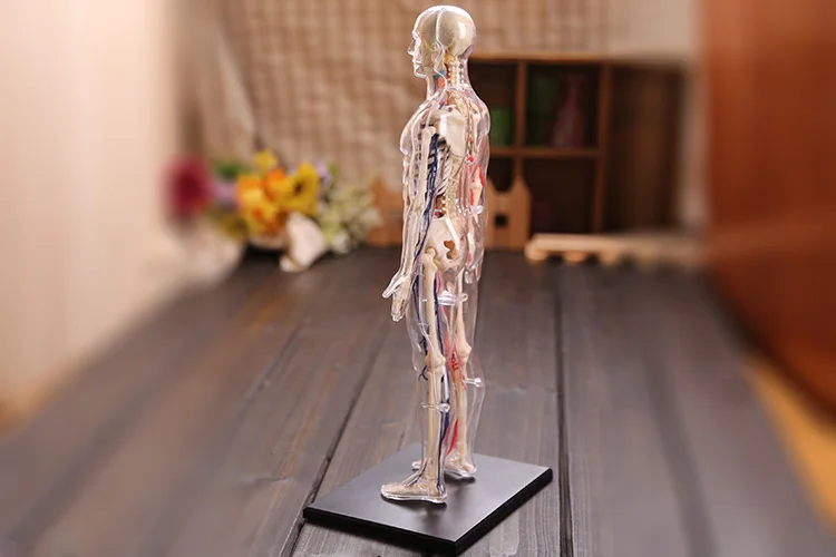 Медицинская модель 4D Master анатомическая человеческого анатомии прозрачная тела