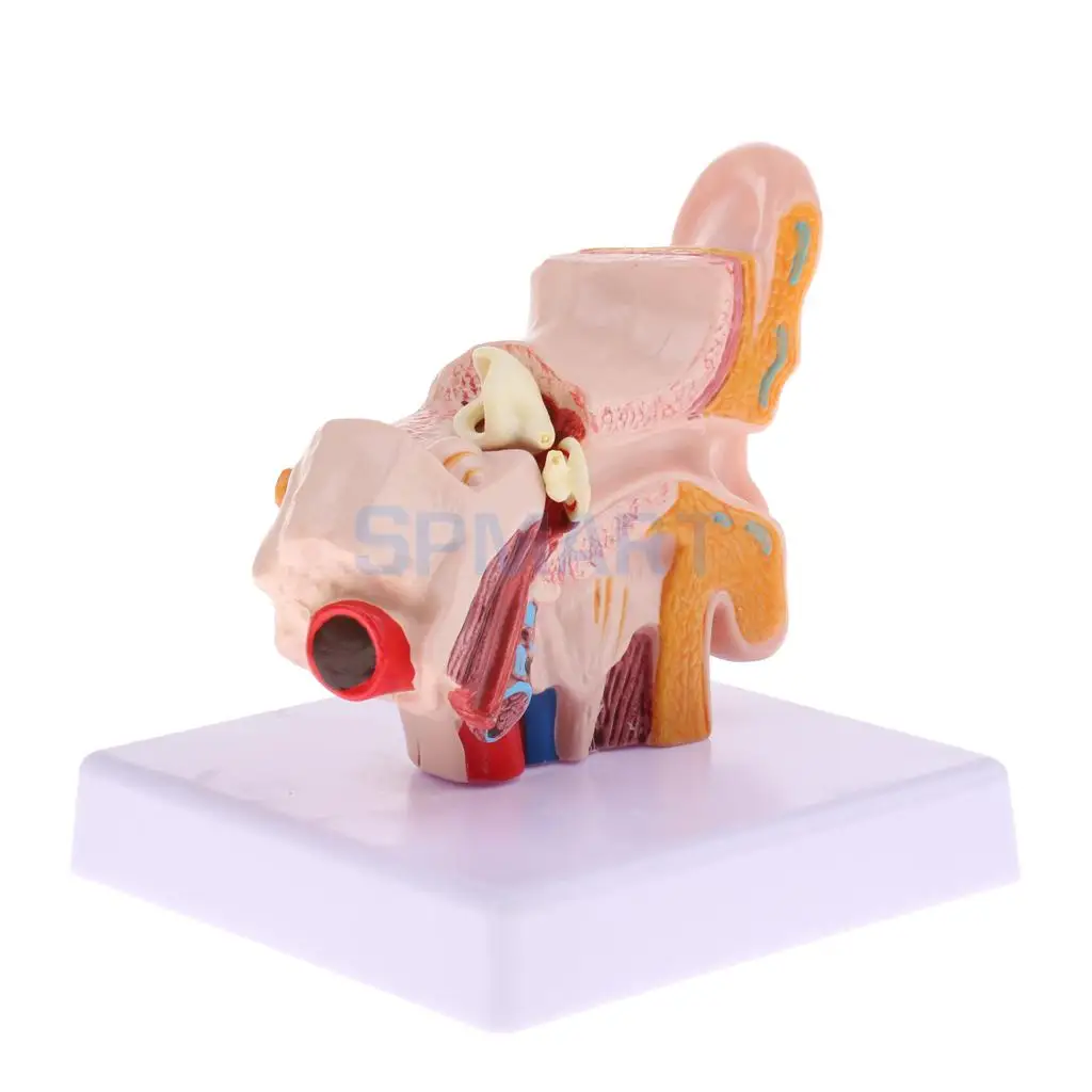 Magnification 1.5x Human Ear Joint Outer, Middle, Inner ear Model with Base School Teaching Supplies Educative