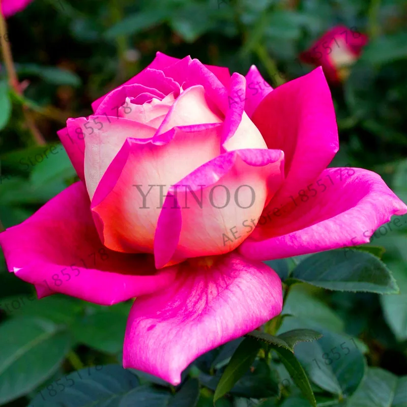 Loss Promotion!200 pcs/bag Rare blue pink rose garden bonsai flower plant for home grden plnat pot easy growing fragrant High Ge Loss Promotion!200 pcs/bag Rare blue pink rose garden bonsai flower plant for home grden plnat pot easy growing fragrant High Ge