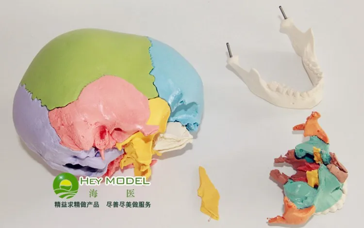 Цветной череп модель Съемная 22 шт человеческий череп модель