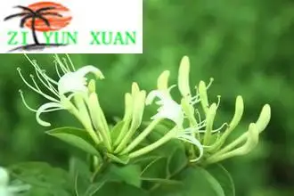 

1000g Honeysuckle Flowers Extract 5% (Chlorogenic Acid)