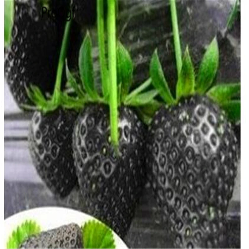 8000Pcs A Set Rare Black Strawberryin Bonsai from Home & Garden on