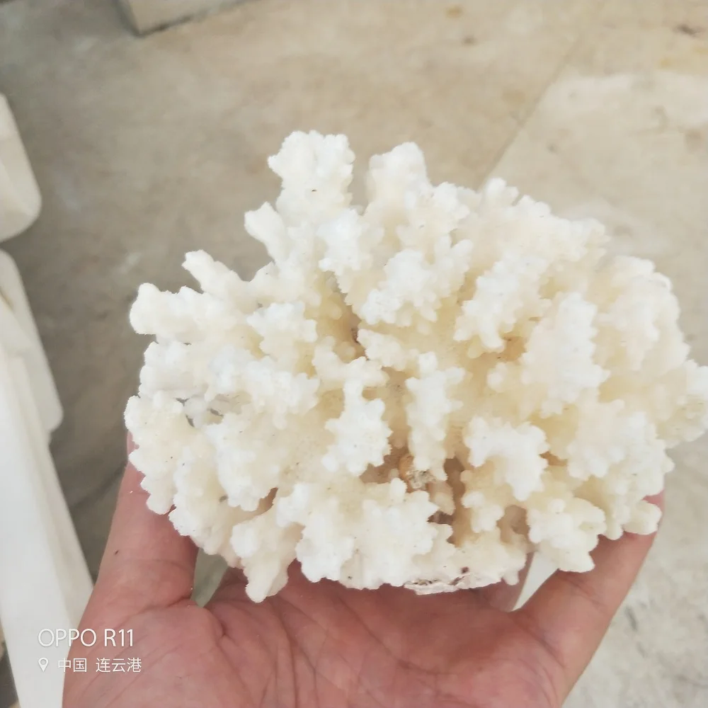 Natural Coral Tree White Coral Aquarium Landscaping Home Furnishing Ornaments Home or wedding decoration Natural Coral Tree White Coral Aquarium Landscaping Home Furnishing Ornaments Home or wedding decoration