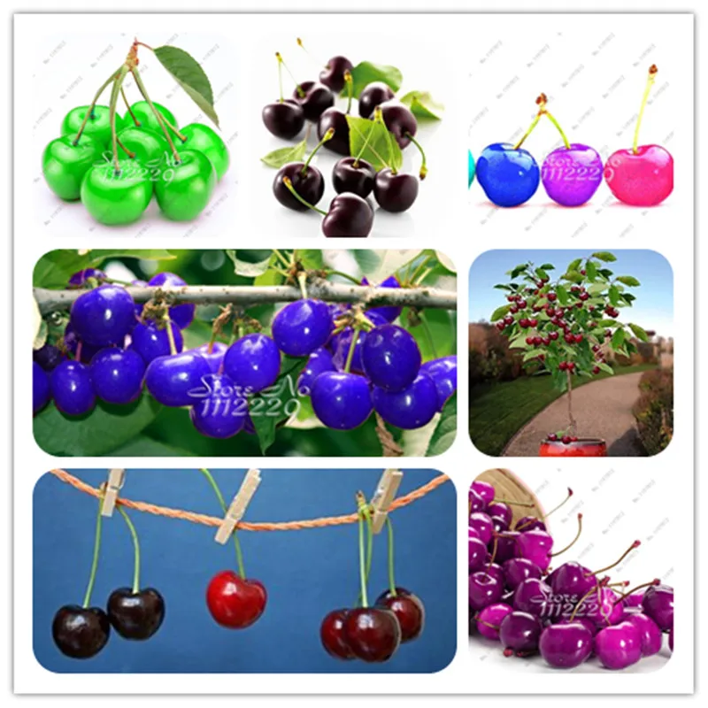 

30 Pcs Cherry Flores Mini Cherry Tree Organic Fruit Plantas Bonsai Indoor Tree Plante Delicious Fruit Plant Pot For Home Garden