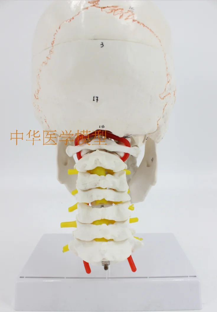 1:1 медицинская модель черепа анатомическая модель мозга с цифровым кодовым номером шейного отдела позвоночника Skleotn модель