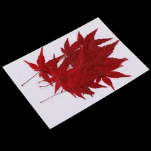 12 шт. в упаковке, натуральные сухоцветы листья красный кленовый лист для Декор с помощью открыток