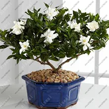 bonsai Gardenia Cape Jasmine DIY Home Garden Potted plants amazing smell beautiful flowers for room