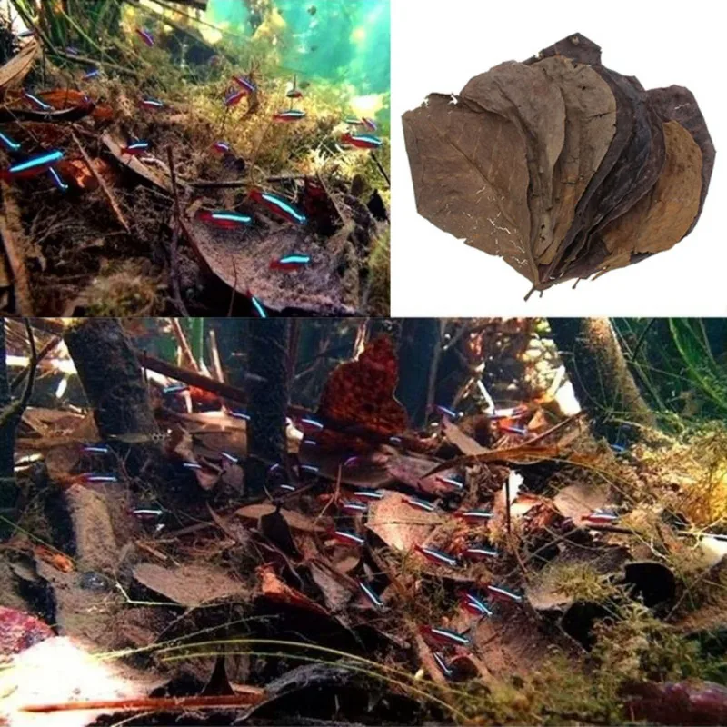 

50pcs Natural Olive Terminalia Catappa Leaf for Fish Tank Aquarium Antibacterial Improve Water Quality PH Value