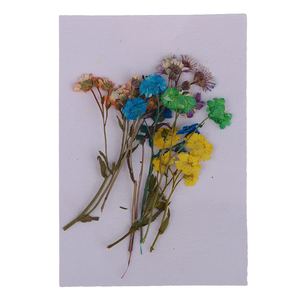 10 Pieces Pressed Dried Flowers Colourful Daisy Real Dried Flowers For DIY Phone Case, Jewelry Findings Decoration