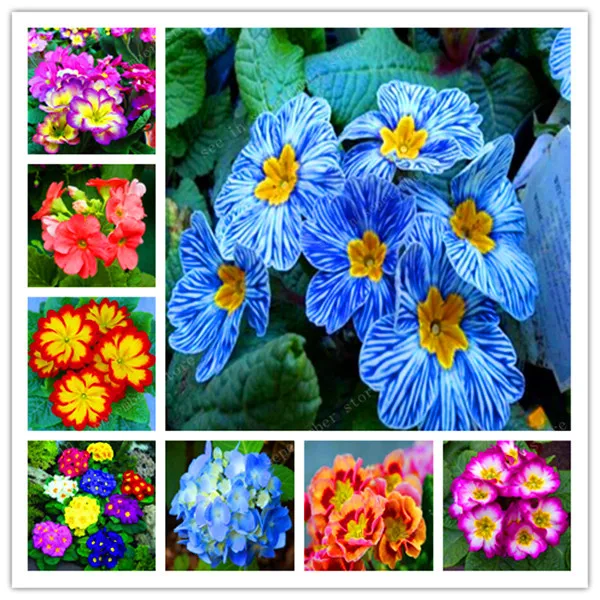 

100pcs real evening primrose Europe primula malacoides mix color bonsai flower for home garden supples plants gift for wife