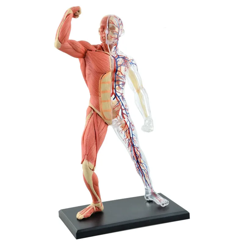 

46pcs Assembled Human Muscle Anatomy Model Anatomical Model Medical Model Human Anatomy Transparent Body Medical Science Supply