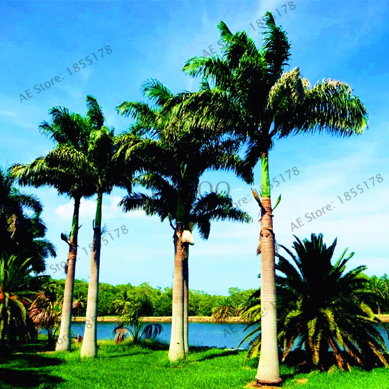 

5 Pcs/pack Cuban Royal Palm Plant,perennial easy grow tree Bonsai Pots Tropical Ornamental Balcony for Home & Garden
