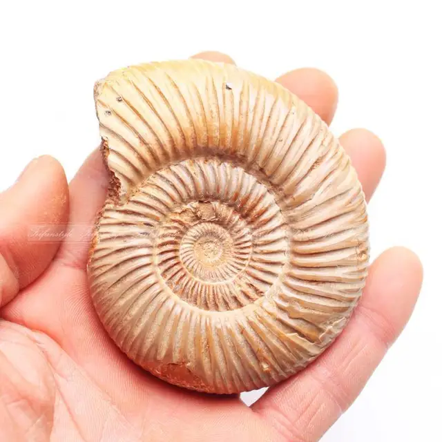 Best Price AAAA++1PC Natural Polished Pavlov Ammonite Fossil specimen Madagascar F861 RANDOM natural stones and minerals