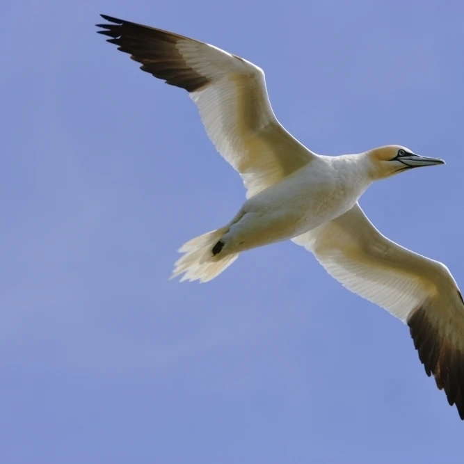 Gannet (Morus Bassanus) In Flight  Cape St. Mary's Ecological Reserve  Avalon Peninsula  Newfoundland Print (17 x 11)