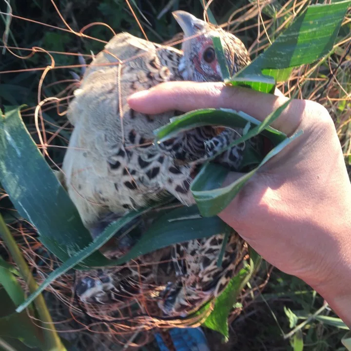 Pheasant чистая черная шина линия фазан сеть заяц сетевой блок 20 метров длиной 5 метров Высокая Заводская