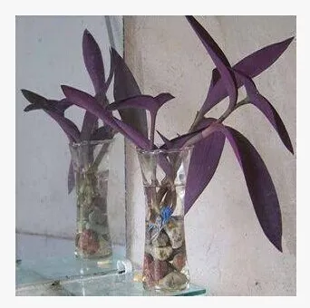 Spider Plant With Purple Flowers Amplify Pa Info Special Hot New Precious Purple Flower Pot Plant Leaf Spider