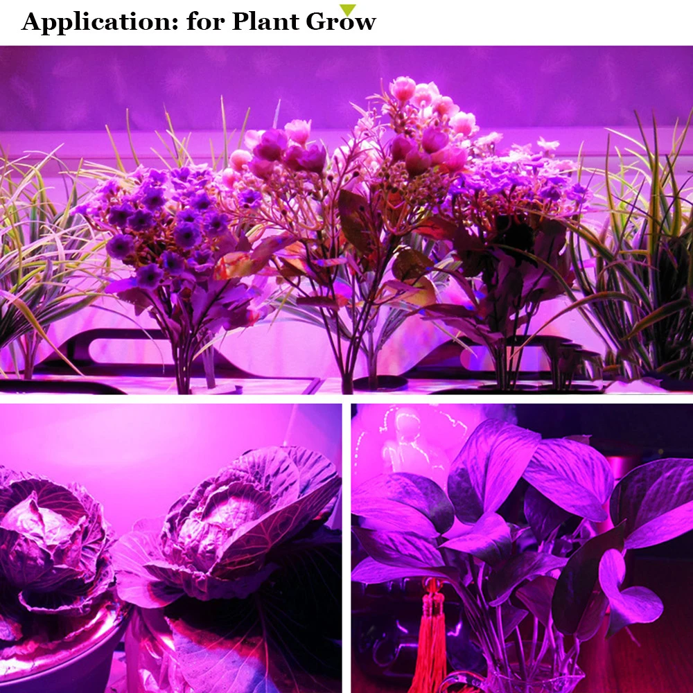 CHINCOLOR LED Plant Grow Lights 5050 DC12V 300leds 31 41 51 Red Blue light for Greenhouse Hydroponic Full Spectrum IP20 DA (10)