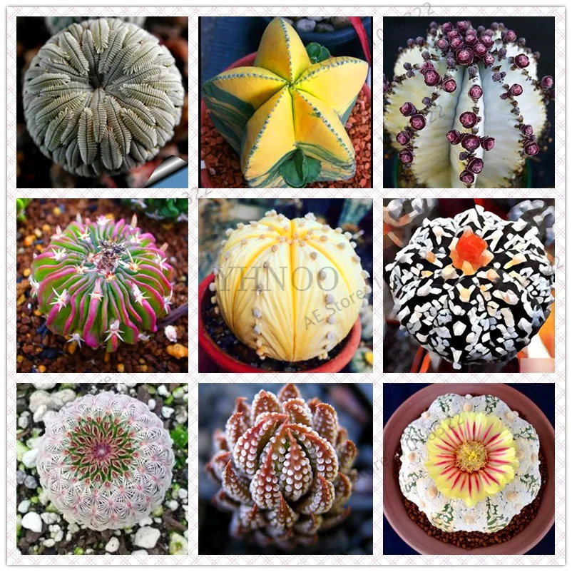 

Hot Selling 200pcs/lot Mixed Astrophytum Cactus flores Succulents Plants Bonsai plantas DIY Home Garden Potted Plant Flower