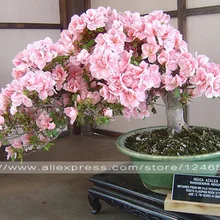 10 шт. редкий Сакура бонсай цветок Вишня цветет дерево Вишня цветет бонсай растения для дома и сада бонсай