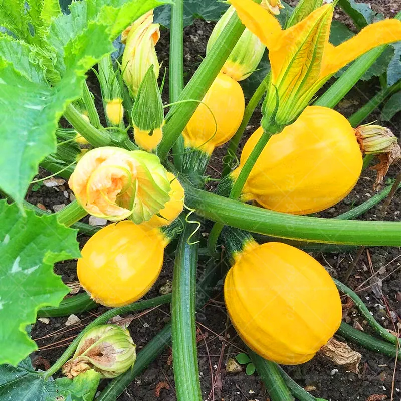 

10Pcs Summer Squash Bonsai gold marrow rare fruit and vegetables potted plants Cucurbita pepo for home garden bonsai plants