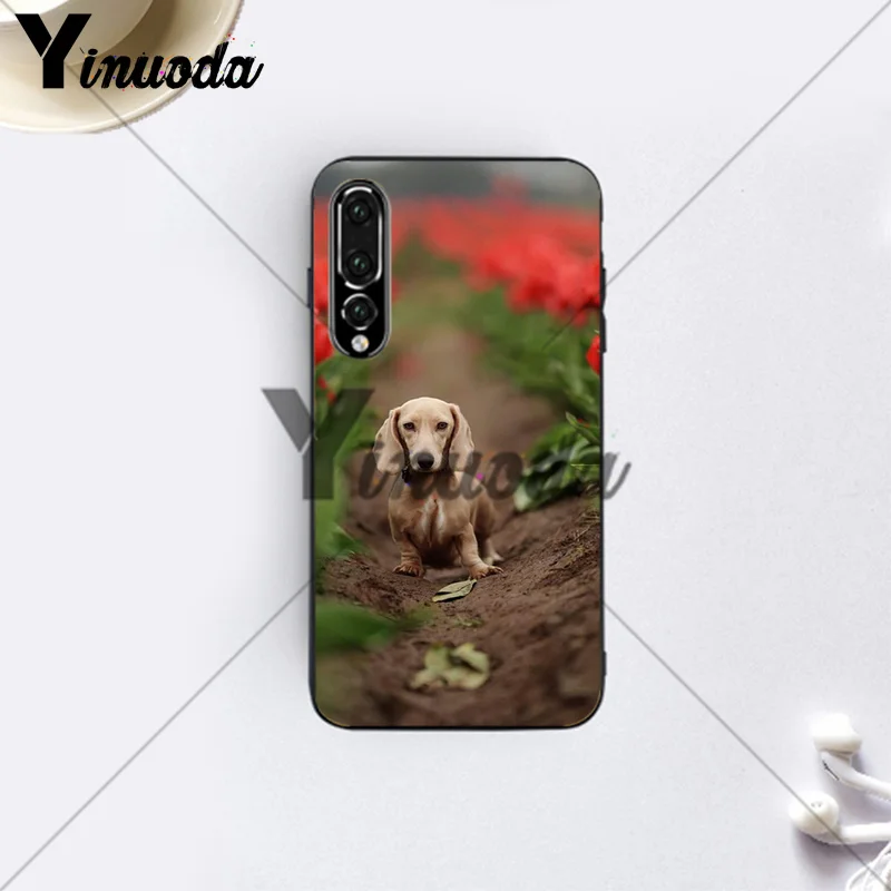 Dachshund And Flower (10)