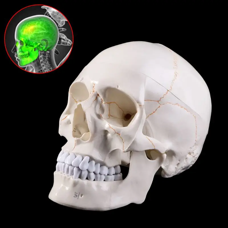  Medical props model Life Size Human Skull Model Anatomical Anatomy Medical Teaching Skeleton Head S - 4000012958935