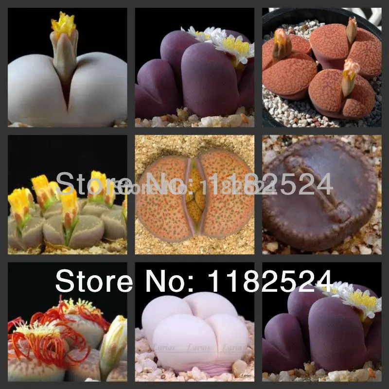Акция бросился мини Sementes 50 шт.-100% натуральная Lithops Aizoaceae сочные микс ~ живые камни красочные лица
