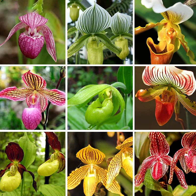 

Interesting 18 Color Varieties Cypripedium Balcony Bonsai Patio Flowers Paphiopedilum Slipper Orchid 100PCS