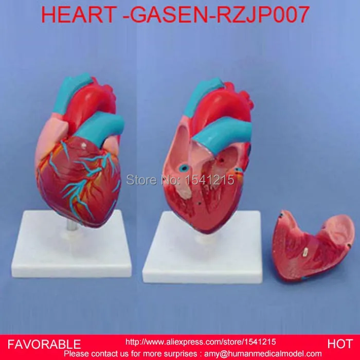 

HEART ANATOMY VISCERA MEDICAL MODEL,MODEL OF CARDIAC CARDIAC ANATOMY CARDIOVASCULAR MODEL OF HUMAN HEART MODEL -GASEN-RZJP007