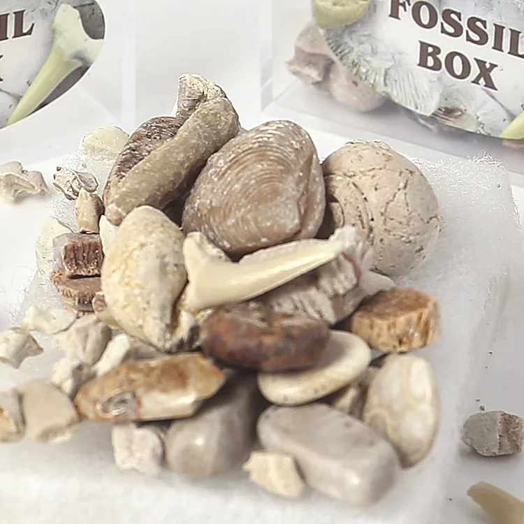 1 Box Смешанная Fossil руды образца минеральная образец горной породы геологии преподавания образец горной породы Материал лучший подарок для детей научная игрушка