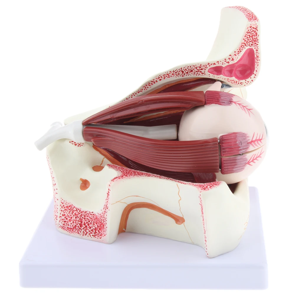  Magnification 3x Human Eye Anatomical Model Anatomy Medical Teaching Tool - 33039126343