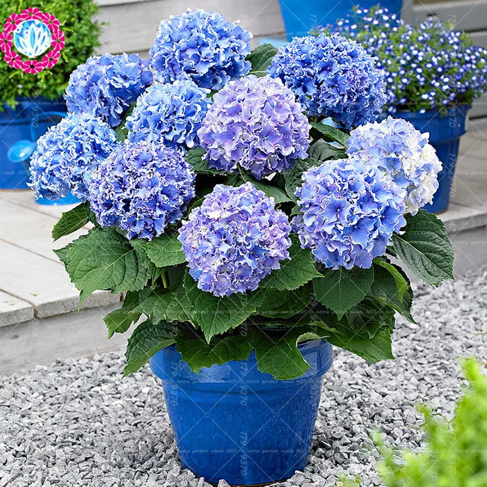 10 pcs/bag bonsai hydrangea garden plants perennia china hydrangea