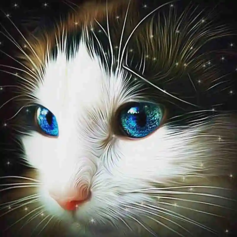 13-cat with blue eyes