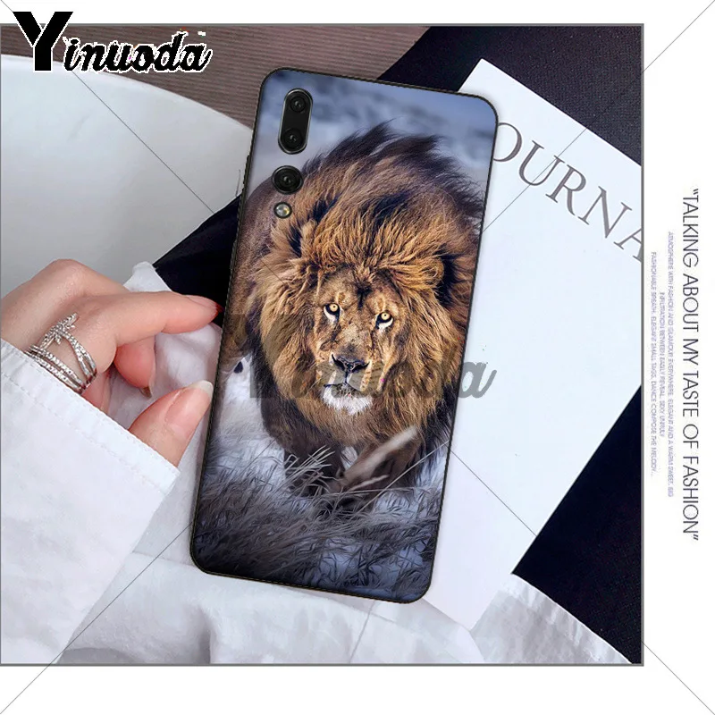 Animals The lion