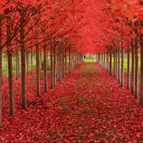 

CAROLINA RED SCARLET MAPLE Tree Acer Rubrum Park Landscaping View 20PCS