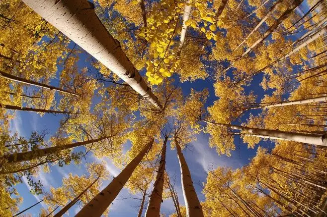 Осень. Сигналом к осеннему перелету. Сигналом к осеннему перелету. Сигналом к осеннему перелету птиц служит уменьшение. Осенний полет.