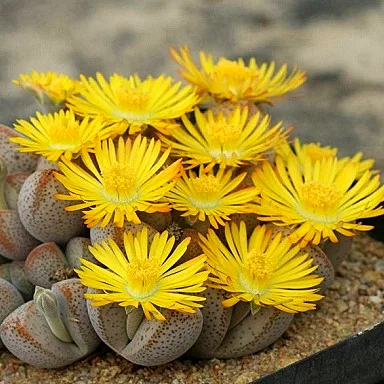 100pcs Mix Lithops bonsai Living Stones Flower Succulent Cactus Organic Plant Home Garden 100pcs Mix Lithops bonsai Living Stones Flower Succulent Cactus Organic Plant Home Garden