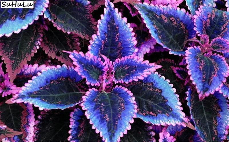 Колеус Синий Купить Семена