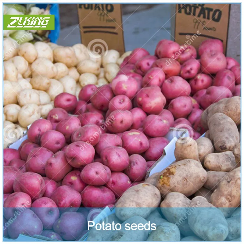 Kopen ZLKING 100 stks Mini Giant Paarse Aardappel Anti Rimpel Voeding Groene Groente Voor Huis Tuin Planten Aardappel