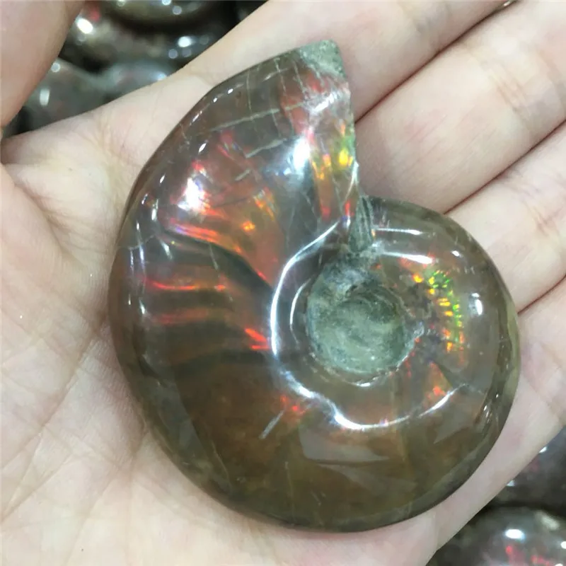 Природный природный Аммонит Fossil Facet fossimen Madagascar Stone Gem Collectibles значительные