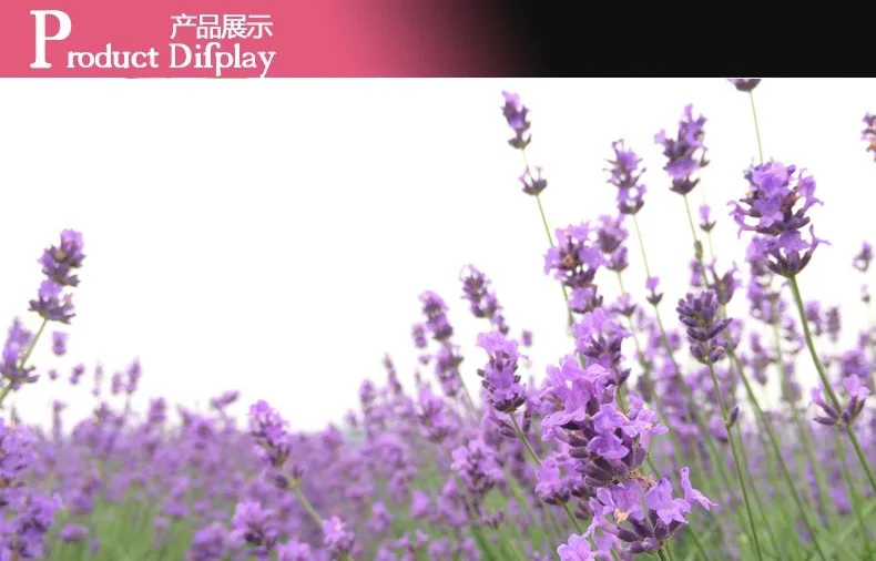Fragrant Dried Lavender 1kg, Pale Blue Lavender