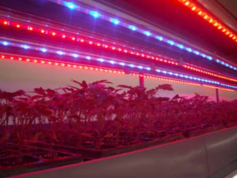 Полный спектр светодиодный лент для выращивания, 220 В 5050 Чип 60 Светодиодный s/m для рассады гидропонных растений светодиодный светильник для выращивания палаток