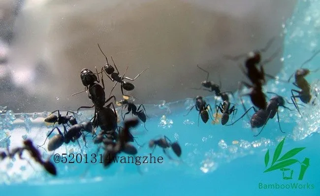 Самая дешевая Экологическая игрушка муравьиная мастерская муравьиная ферма Экологические игрушки 12*9,7*3 см