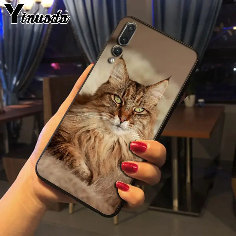 pet maine coon cat