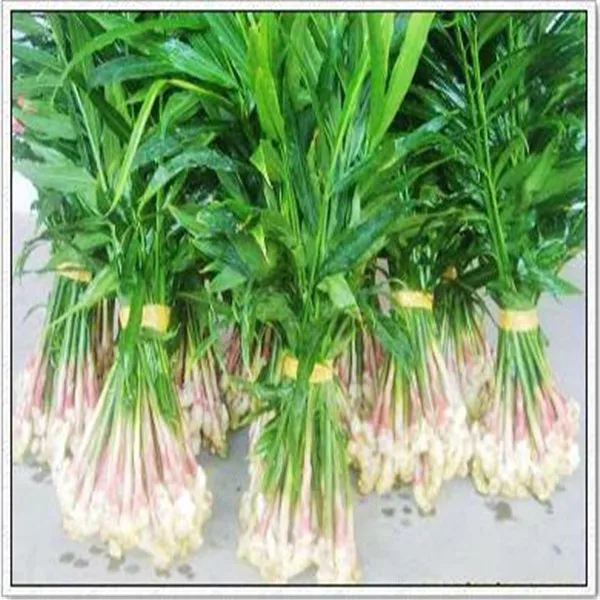 100 قطعة الزنجبيل حديقة شرفة بوعاء بونساي مصنع فلوريس أربعة مواسم نبات الزنجبيل plantas النباتات بقاء معدل أكثر من 95% 100 قطعة الزنجبيل حديقة شرفة بوعاء بونساي مصنع فلوريس أربعة مواسم نبات الزنجبيل plantas النباتات بقاء معدل أكثر من 95%