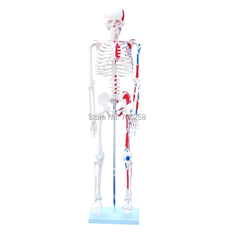 85 см Скелет с окрашенными мышцами, скелетные мышцы затеняющая модель