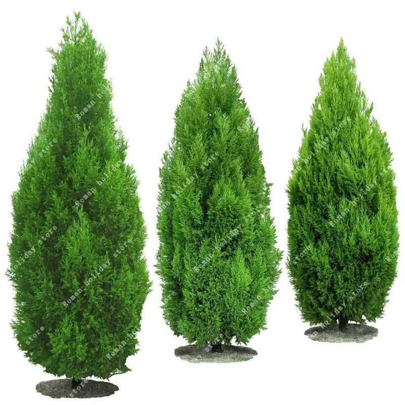 

ZLKING 50 Pcs Hot Selling Thuja Cypress Trees Platycladus Orientalis Oriental Arborvitae Conifer DIY Bonsai