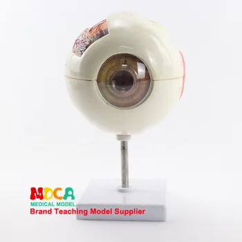 

Medical Teaching of Lens and Pupils Visual Correction for Three-fold Enlargement and Disassembly of 6-part Eye Anatomical Model