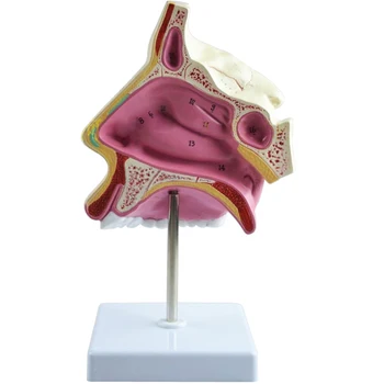 

Anatomy Model Natural Nasal Anatomic Model,Nose and Throat Model Medical Science Teaching Resources